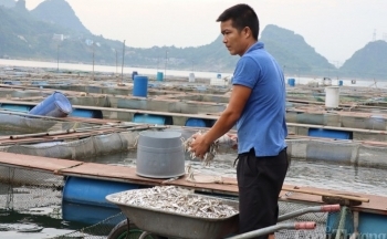 Nghề nuôi cá lồng nâng tầm thương hiệu cá sông Đà