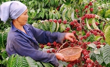 Giá cà phê mới nhất ngày 2/1/2024: Thị trường cà phê trong nước tăng nhẹ 200 đồng/kg