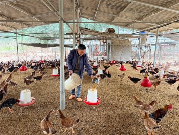 Bảo Thắng chuẩn bị gia cầm cho thị trường Tết Nguyên đán 2024