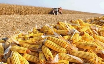 Sắc đỏ bao trùm nhóm nông sản trong phiên giao dịch đầu năm mới