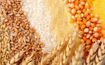 Trong khi giá nông sản hồi phục thì duy nhất lúa mì lao dốc, tại sao vậy?