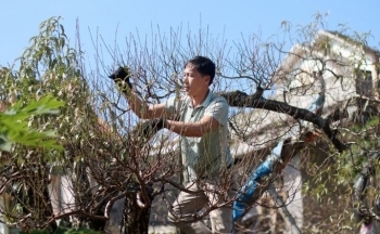 Người dân vùng cao Hòa Bình tất bật chuẩn bị vụ đào Tết Nguyên đán