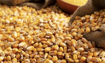 Sắc đỏ bao trùm thị trường nông sản, giá đồng nối dài đà giảm