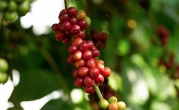 Giá cà phê mới nhất ngày 5/1/2024: Thị trường cà phê trong nước giảm 500 đồng/kg