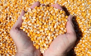 Tin hàng hóa mới nhất: Giá bạc bật tăng, sắc đỏ bao trùm thị trường nông sản