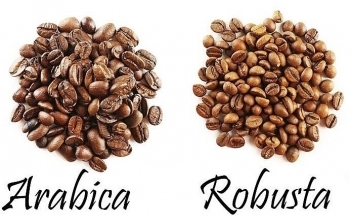 Trước những thông tin cơ bản, giá cà phê biến động trái chiều