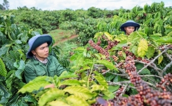 Giá cà phê trong nước tăng thêm 800 đồng/kg