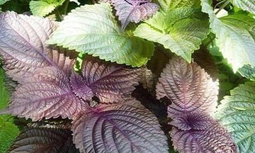 Cách trị nám da bằng lá tía tô siêu đơn giản tại nhà