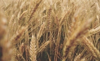 Sắc đỏ phủ kín thị trường nông sản trong tuần giao dịch