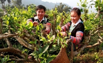 Yên Bái: Phấn đấu truy xuất nguồn gốc 10 nhóm sản phẩm chủ lực vào năm 2025