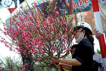 Cách chọn mua cành đào, cây đào đẹp vào dịp Tết