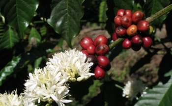 Giá cà phê Arabica chịu sức ép do số liệu xuất khẩu lớn tại Brazil
