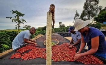 Kỳ vọng lạm phát hạ nhiệt sẽ tác động lên giá cà phê