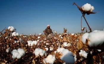 Giá bông tiếp tục tăng trong nhóm hàng nguyên liệu công nghiệp