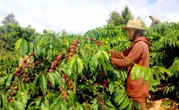 Chưa hạ nhiệt, giá cà phê xuất khẩu tăng 4 phiên liên tiếp