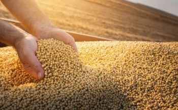 Đà tăng của giá đậu tương có thể sẽ bị hạn chế ở vùng 1265