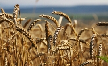 Xuất khẩu yếu tại Mỹ gây sức ép tới giá lúa mì