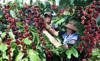 Kim ngạch xuất khẩu cà phê của Việt Nam năm 2023 cao kỷ lục, đạt 4,24 tỷ USD