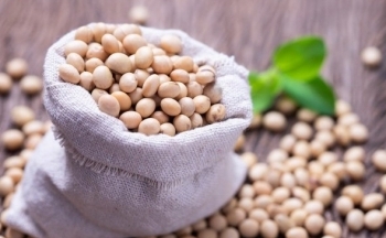 Báo cáo tối nay của USDA có thể sẽ tạo áp lực nhẹ lên giá đậu tương