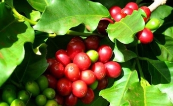 Giá cà phê mới nhất ngày 13/1/2024: Thị trường cà phê trong nước giảm nhẹ 100 đồng/kg