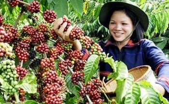 Giá cà phê mới nhất ngày 14/1/2024: Thị trường cà phê trong nước giảm nhẹ sau khi vượt ngưỡng đỉnh cao