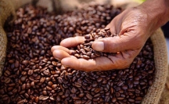 Tồn kho cà phê thế giới dự kiến sẽ giảm xuống mức thấp nhất 12 năm