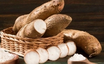 Tác dụng của củ sắn và lưu ý khi ăn