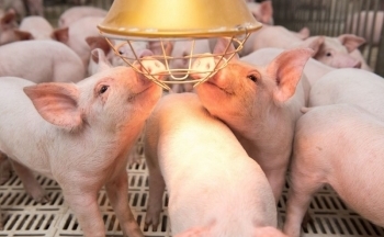 Khuyến nghị cổ phiếu hôm nay 15/1: BAF, DRC và VEA