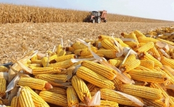 Giá ngô giảm tuần thứ 5 liên tiếp, đâu là nguyên nhân?