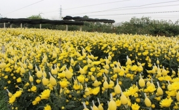 Thanh Hóa: “Thủ phủ” hoa Đông Cương tất bật đón Tết