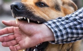 Thanh Hóa: Chủ động khống chế, ngăn chặn hiệu quả bệnh dại