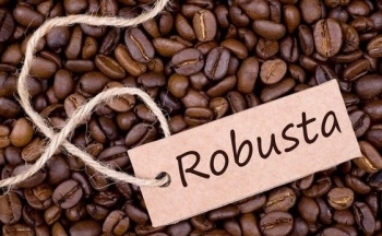Giá cà phê Robusta quay về vùng giá cao nhất 28 năm