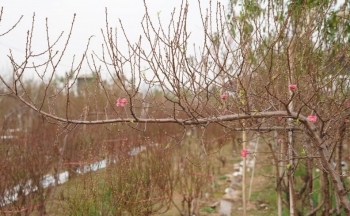 Đào Nhật Tân hé nở, chuẩn bị đón Tết Nguyên đán 2024