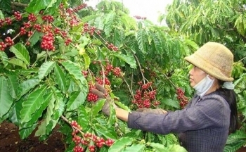 Giá cà phê mới nhất ngày 16/1/2024: Thị trường cà phê trong nước tiếp tục giảm nhẹ 100 đồng/kg