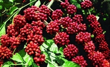 Giá cà phê Robusta tăng cao trước lo ngại thiếu hụt nguồn cung
