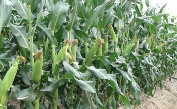 Giá ngô có thể tiếp tục xu hướng giảm, vì sao?