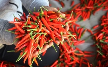 Xuất khẩu ớt năm 2023 thu về 20 triệu USD, tăng tới 107%