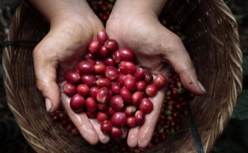 Giá cà phê mới nhất ngày 17/1/2024: Thị trường cà phê trong nước tăng đột biến 800 – 900 đồng/kg