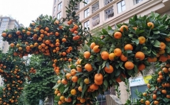 Tiết lộ bất ngờ của nghệ nhân bán cặp quất thế rồng độc, lạ hàng trăm triệu đồng tại Hà Nội