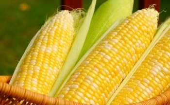 Giá ngô nối dài đà suy yếu, nguyên nhân do đâu?