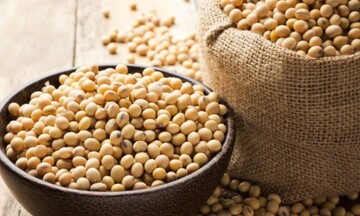 Giá đậu tương lao dốc, chạm mức thấp kể từ tháng 11/2021