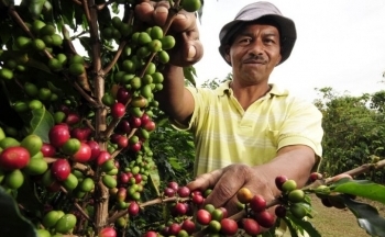 Giá cà phê phụ thuộc lớn vào căng thẳng trên Biển Đỏ