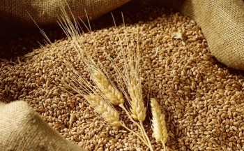Rủi ro thương mại toàn cầu có thể hỗ trợ ngắn hạn cho giá lúa mì