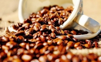 Giá cà phê mới nhất ngày 19/1/2024: Thị trường cà phê trong nước giảm 800 đồng/kg