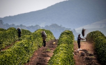 Áp lực chưa hết, giá cà phê Arabica sắp tới ra sao?