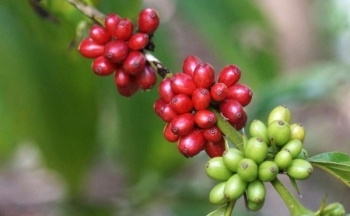 Giá cà phê mới nhất ngày 20/1/2024: Thị trường cà phê trong nước giảm 900 -1000 đồng/kg