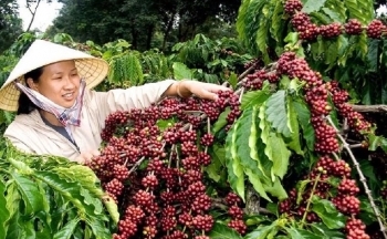 Giá cà phê mới nhất ngày 21/1/2024: Thị trường cà phê trong nước tăng 1.300 – 1.400 đồng/kg