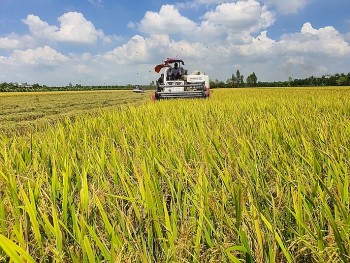 Đột phá chiến lược mô hình phát triển ngành lúa gạo Việt Nam