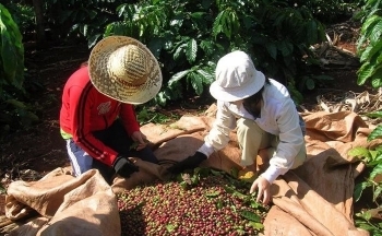 Giá cà phê mới nhất ngày 22/1/2024: Thị trường cà phê trong nước ổn định, cao nhất 72.500 đồng/kg