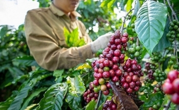 Sự lo ngại về nguồn cung có thể đẩy giá cà phê tăng?